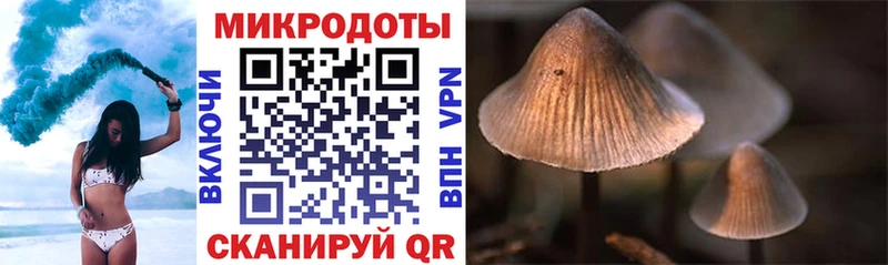 Псилоцибиновые грибы мицелий  Гусев 