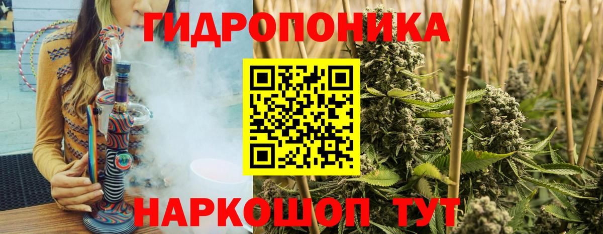 Канабис семена Гусев
